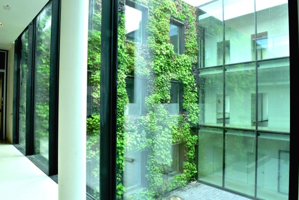 Flächige Fassadenbegrünung in einem Innenhof-Campus in Münster