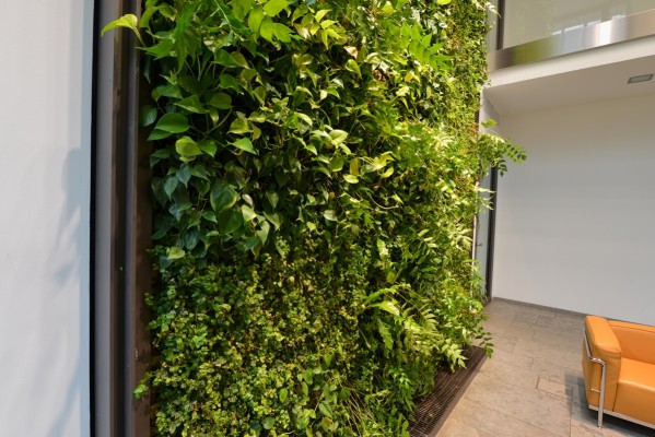 Vertikalbegrünung - SCOR, Köln
