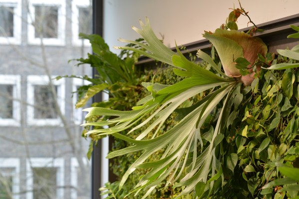 Vertikalbegrünung - SCOR, Köln