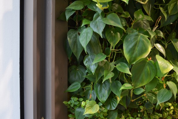 Vertikalbegrünung - SCOR, Köln