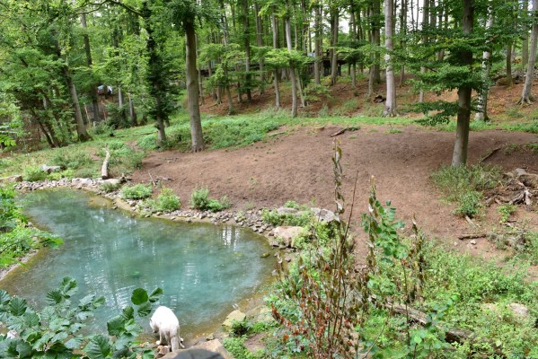 Zoo Osnabrück: Neugestaltung Nordamerikalandschaft