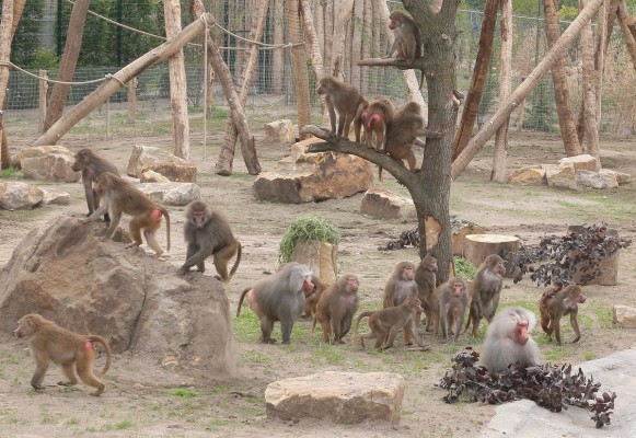 Savannenlandschaft TAKAMANDA im Zoo Osnabrück