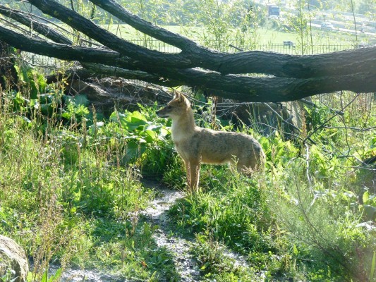 Savannenlandschaft TAKAMANDA im Zoo Osnabrück