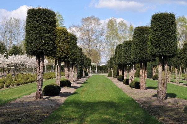 Alte Eiben im Frühling