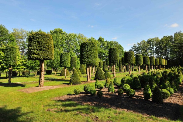 Alte Eiben im Sommer