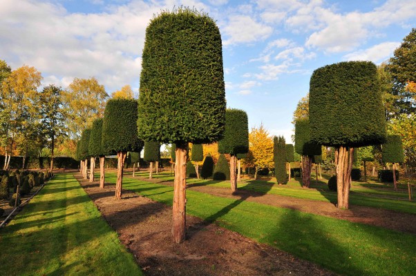 Alte Eiben im Herbst