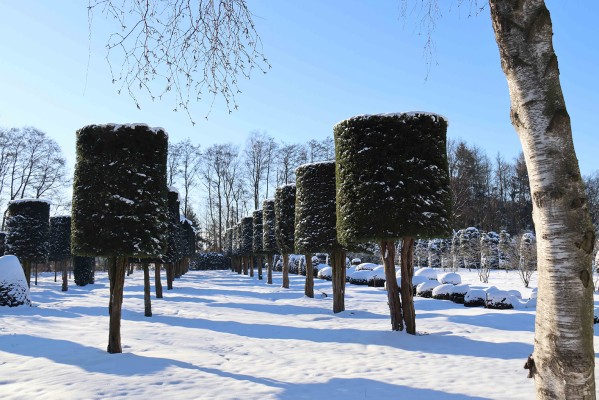 Alte Eiben im Winter