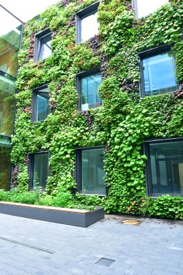 Flächige Fassadenbegrünung in einem Innenhof-Campus in Münster