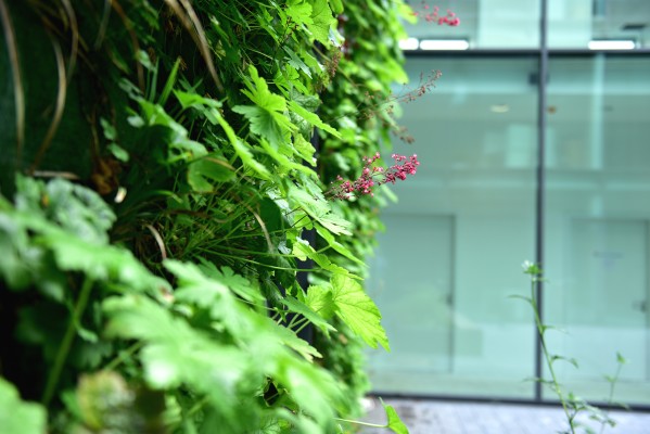 Flächige Fassadenbegrünung in einem Innenhof-Campus in Münster