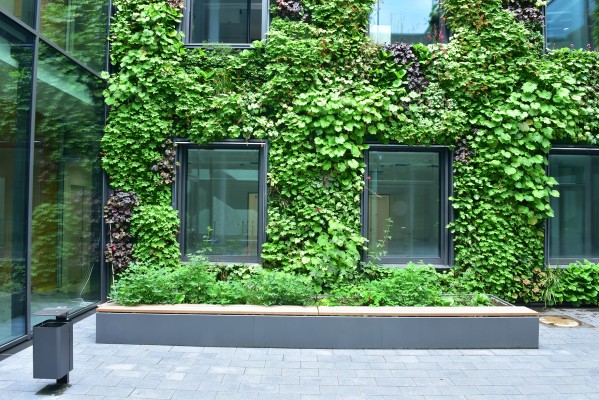 Flächige Fassadenbegrünung in einem Innenhof-Campus in Münster
