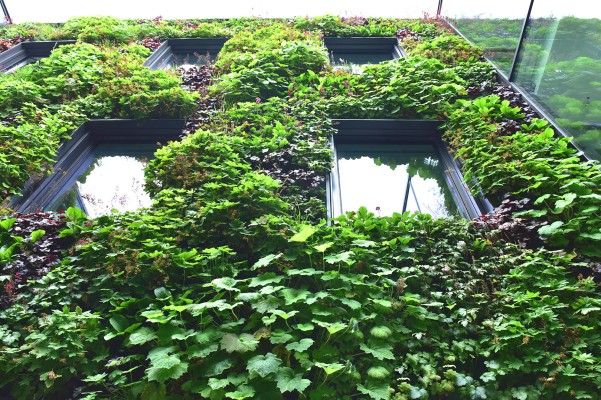 Flächige Fassadenbegrünung in einem Innenhof-Campus in Münster