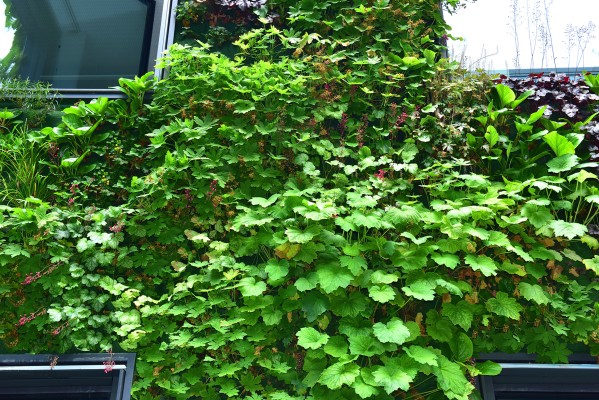 Flächige Fassadenbegrünung in einem Innenhof-Campus in Münster