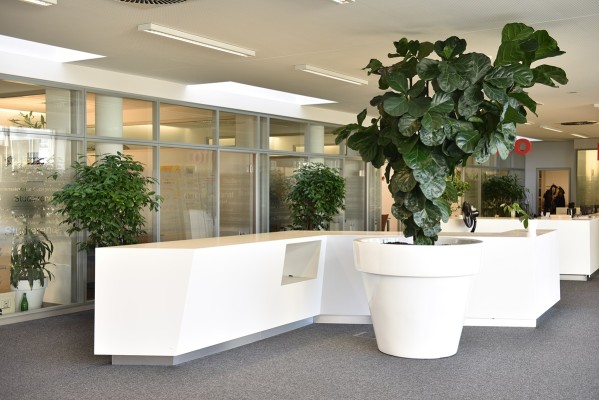 Innenraumbegrünung – Hochschule Osnabrück