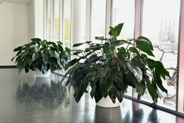 Innenraumbegrünung – Hochschule Osnabrück